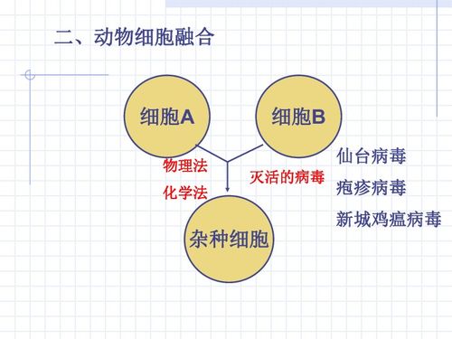 動(dòng)物細(xì)胞工程 細(xì)胞工程的精細(xì)分支與應(yīng)用前景