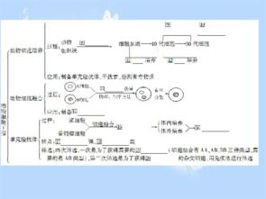 2013屆高考生物一輪復(fù)習(xí)課件 細(xì)胞工程（人教版選修三）