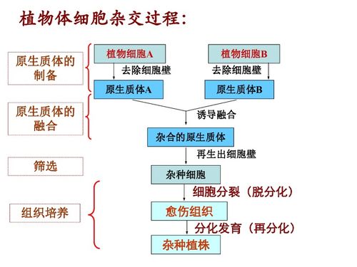 動(dòng)物細(xì)胞融合與單克隆抗體——生物細(xì)胞工程的現(xiàn)代奇跡