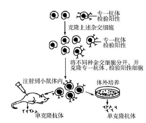 干貨丨高中生物選修三細胞工程詳細知識匯總，適合收藏