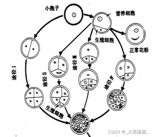 利用單倍體誘導技術加速作物育種 從組織培養到精準育種的新路徑